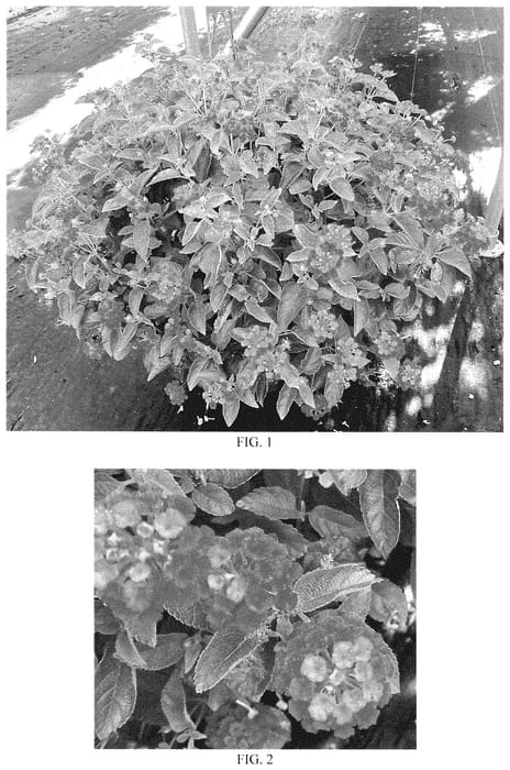 Figure 1 of US plant patent PP35398, the photograph of Balshamred printed in the patent.