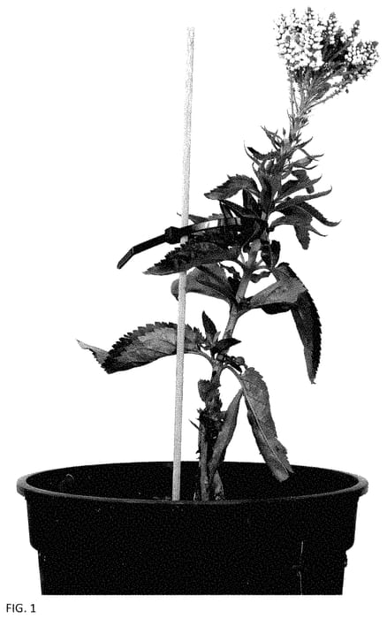 Figure 1 of US plant patent PP35399, the photograph of ALLVWAV printed in the patent.