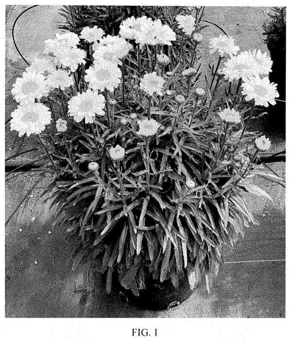 Figure 1 of US plant patent PP35400, the photograph of Real Cream printed in the patent.