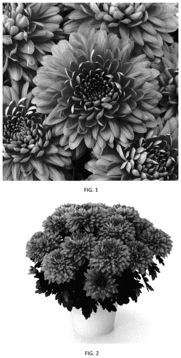 Figure 1 of US plant patent PP35401, the photograph of CIDZ0116 printed in the patent.