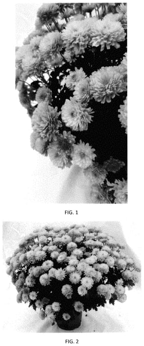 Figure 1 of US plant patent PP35402, the photograph of CIFZ0107 printed in the patent.
