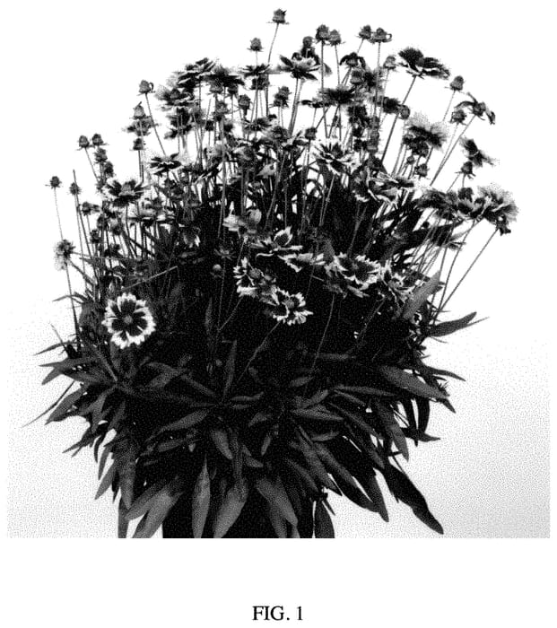Figure 1 of US plant patent PP35403, the photograph of MVNC1904 printed in the patent.