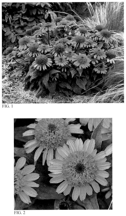 Figure 1 of US plant patent PP35404, the photograph of Raspberry Beret printed in the patent.
