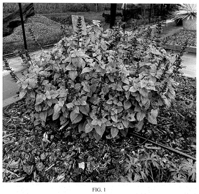 Figure 1 of US plant patent PP35405, the photograph of Jammin Jazz printed in the patent.