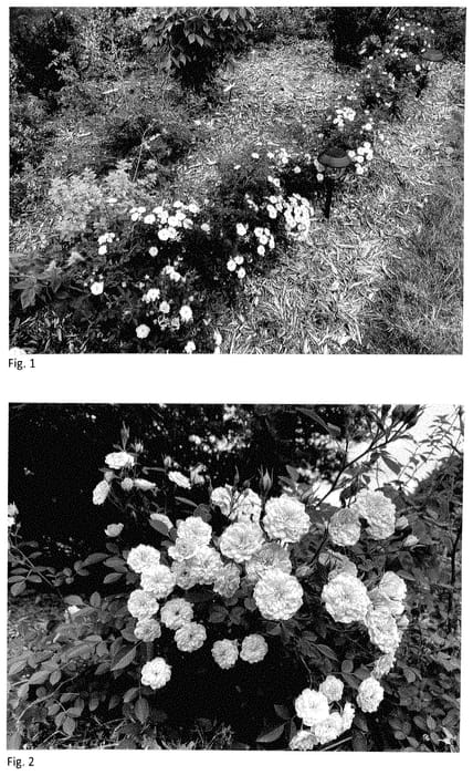 Figure 1 of US plant patent PP35406, the photograph of BYIbloomthyme printed in the patent.