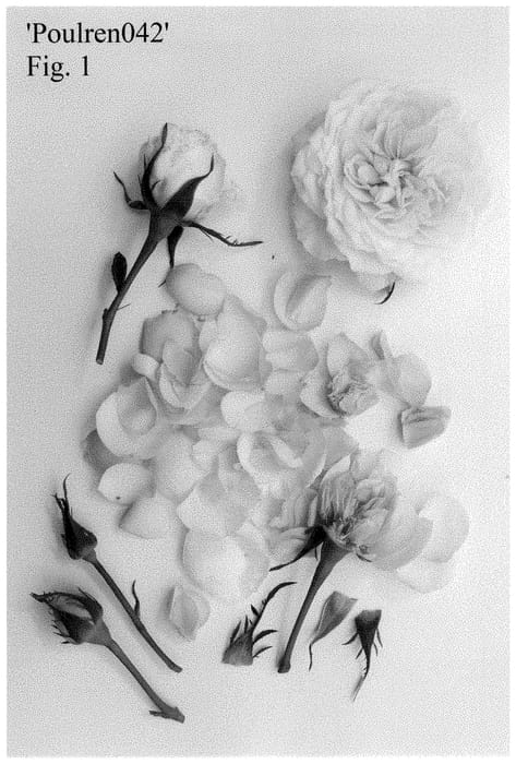 Figure 1 of US plant patent PP35407, the photograph of Poulren042 printed in the patent.