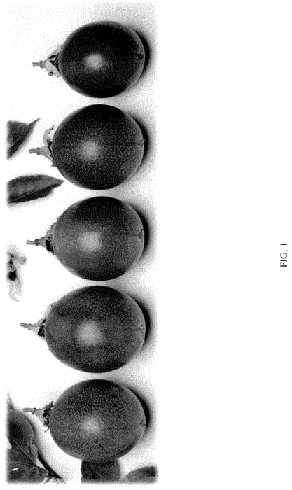Figure 1 of US plant patent PP35408, the photograph of Grand Passion printed in the patent.