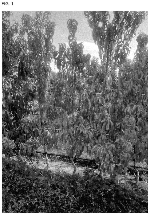 Figure 1 of US plant patent PP35409, the photograph of NECTARDALI printed in the patent.