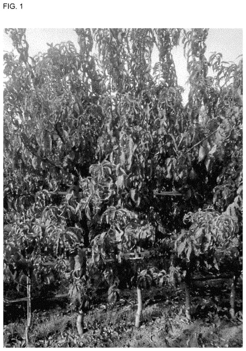 Figure 1 of US plant patent PP35410, the photograph of SWEETJAZZY printed in the patent.
