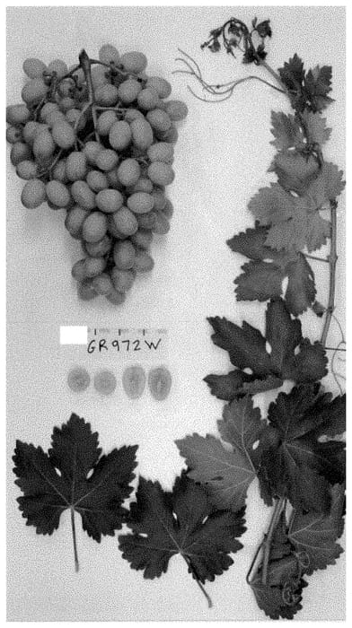Figure 1 of US plant patent PP35411, the photograph of Sugra63 printed in the patent.