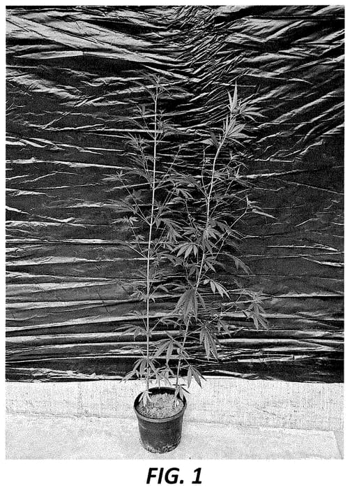 Figure 1 of US plant patent PP35412, the photograph of CAF#13/2020 printed in the patent.