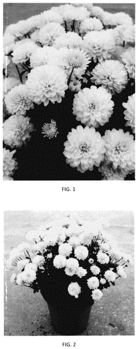 Figure 1 of US plant patent PP35413, the photograph of CIFZ0089 printed in the patent.