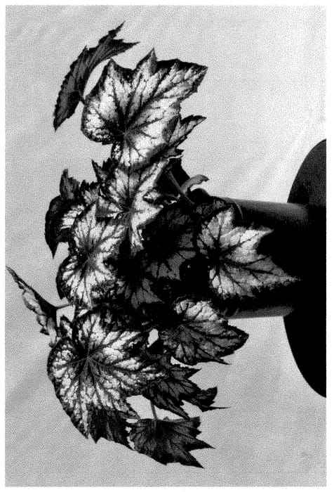 Figure 1 of US plant patent PP35414, the photograph of BBEN033-0 printed in the patent.