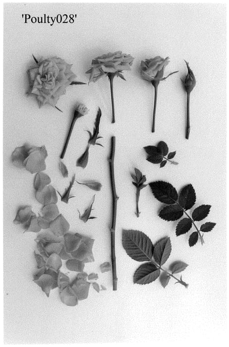 Figure 1 of US plant patent PP35415, the photograph of Poulty028 printed in the patent.