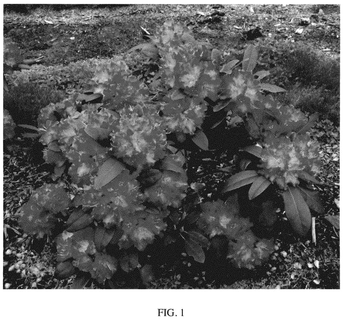 Figure 1 of US plant patent PP35416, the photograph of HoldenRhodo221 printed in the patent.