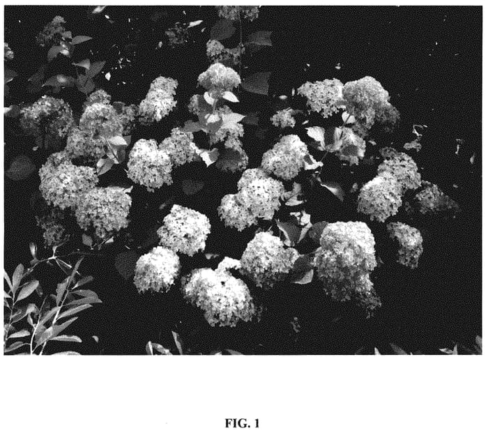 Figure 1 of US plant patent PP35417, the photograph of Bokodapi printed in the patent.