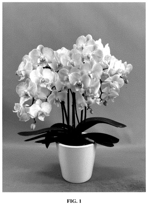 Figure 1 of US plant patent PP35418, the photograph of PHA777427 printed in the patent.