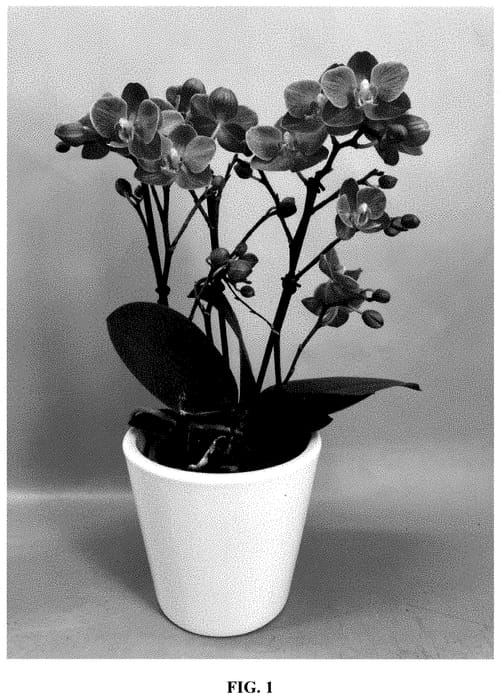 Figure 1 of US plant patent PP35419, the photograph of PHA227444 printed in the patent.