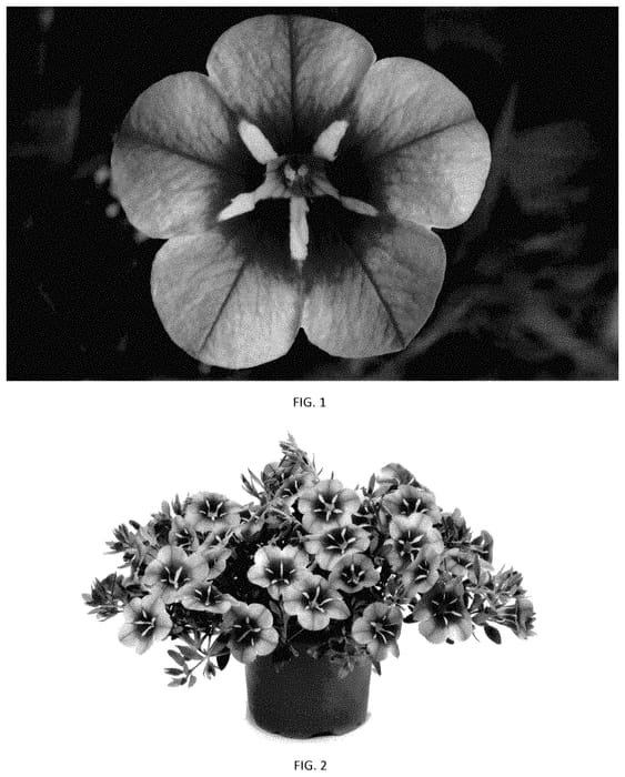 Figure 1 of US plant patent PP35420, the photograph of CBRZ0046 printed in the patent.