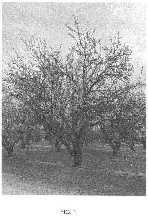 Figure 1 of US plant patent PP35421, the photograph of PY1 printed in the patent.