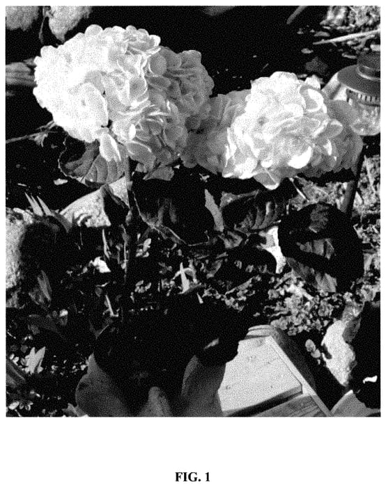 Figure 1 of US plant patent PP35422, the photograph of Hokomaverde printed in the patent.