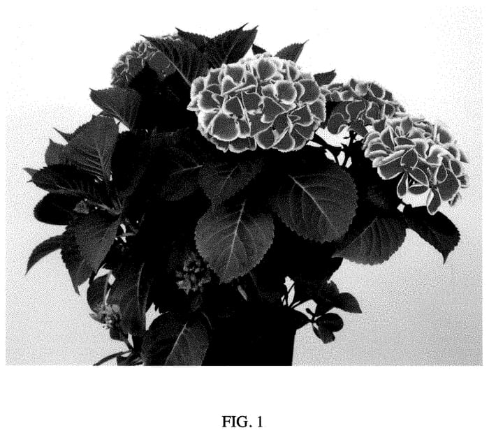 Figure 1 of US plant patent PP35423, the photograph of Perla59361 printed in the patent.