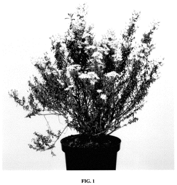 Figure 1 of US plant patent PP35424, the photograph of ARKPAP printed in the patent.
