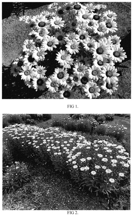 Figure 1 of US plant patent PP35425, the photograph of Flower Power printed in the patent.