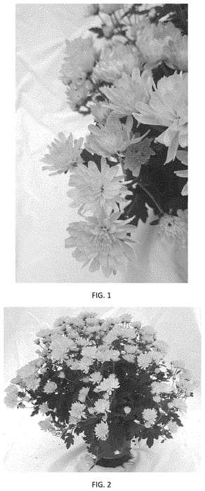 Figure 1 of US plant patent PP35426, the photograph of CIFZ0101 printed in the patent.