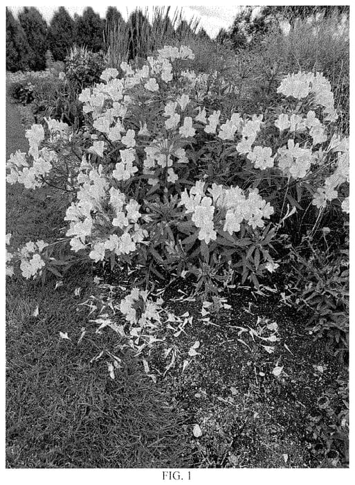Figure 1 of US plant patent PP35427, the photograph of Golden Tiara printed in the patent.