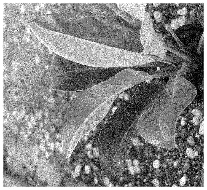 Figure 1 of US plant patent PP35428, the photograph of Fire Moon printed in the patent.