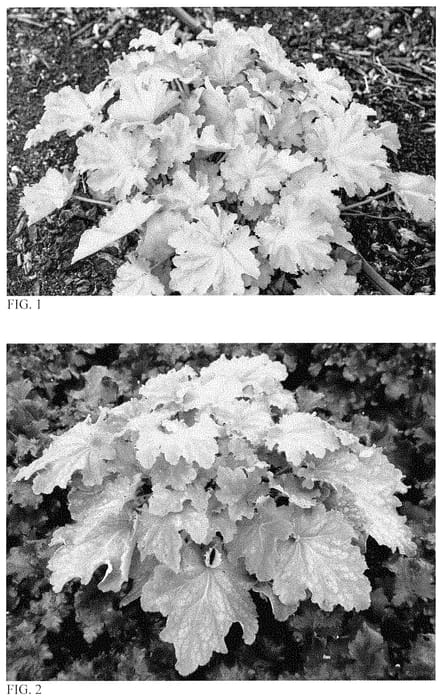 Figure 1 of US plant patent PP35429, the photograph of Ball Gown printed in the patent.