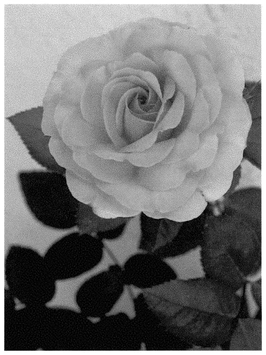 Figure 1 of US plant patent PP35430, the photograph of LIMprofessorleenean printed in the patent.