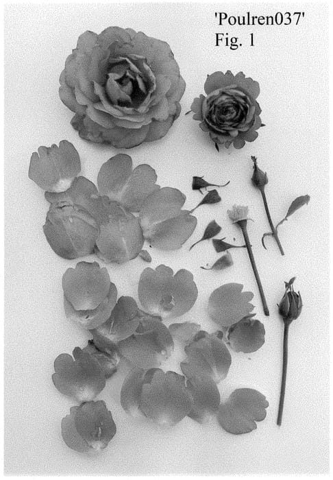 Figure 1 of US plant patent PP35431, the photograph of Poulren037 printed in the patent.