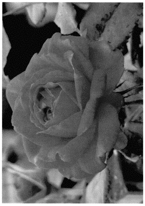 Figure 1 of US plant patent PP35432, the photograph of ALTsantared printed in the patent.