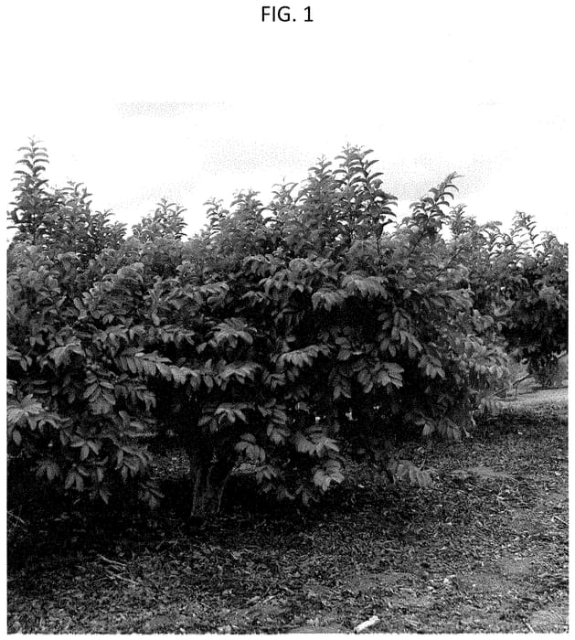 Figure 1 of US plant patent PP35433, the photograph of SERRATO 29 printed in the patent.