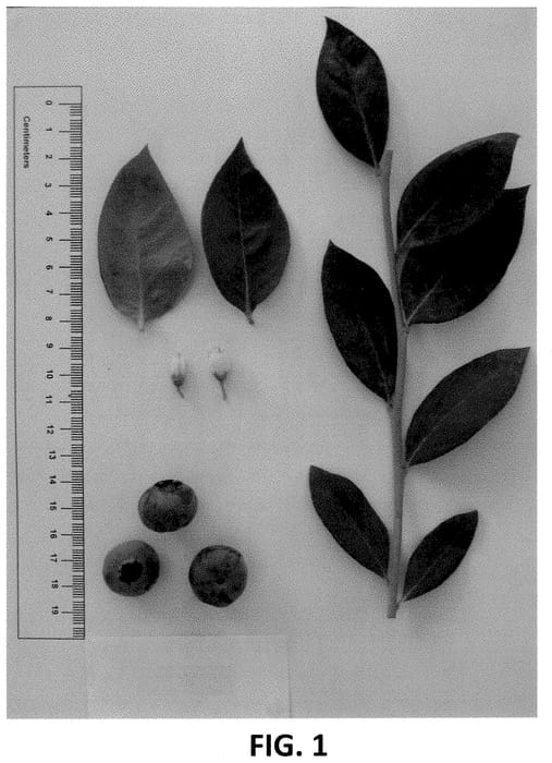Figure 1 of US plant patent PP35434, the photograph of NS 16-6 printed in the patent.