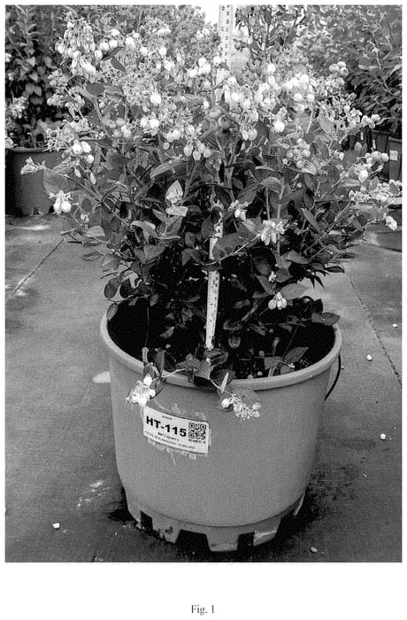 Figure 1 of US plant patent PP35435, the photograph of BB17-321PT-1 printed in the patent.