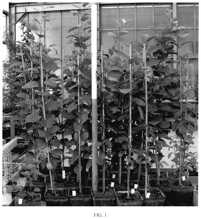 Figure 1 of US plant patent PP35436, the photograph of D2212 printed in the patent.