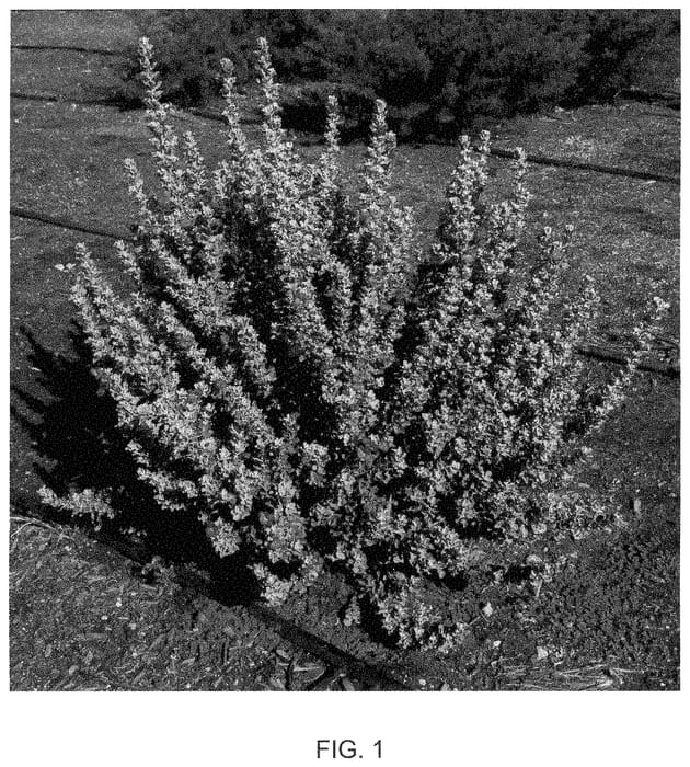 Figure 1 of US plant patent PP35437, the photograph of Microburst printed in the patent.