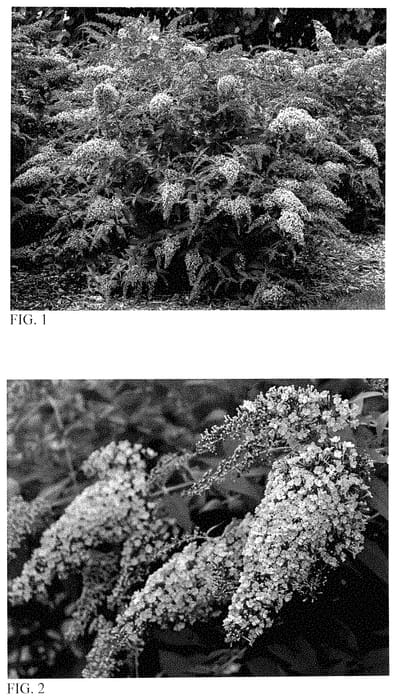 Figure 1 of US plant patent PP35438, the photograph of Pink Cascade II printed in the patent.