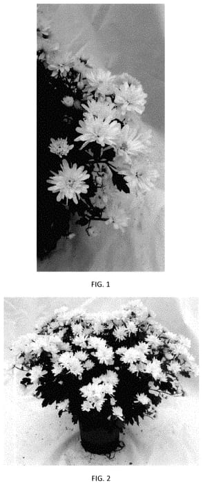 Figure 1 of US plant patent PP35439, the photograph of CIFZ0103 printed in the patent.
