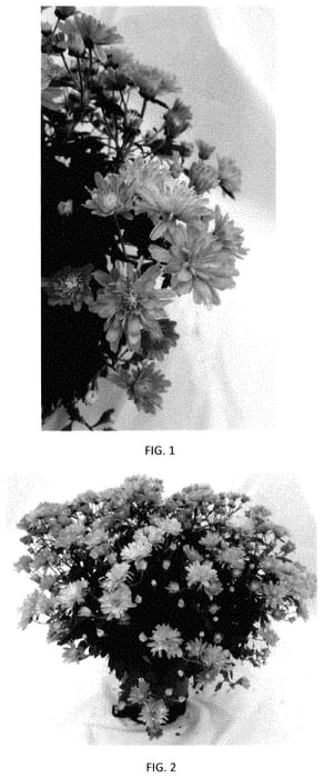 Figure 1 of US plant patent PP35440, the photograph of CIFZ0102 printed in the patent.