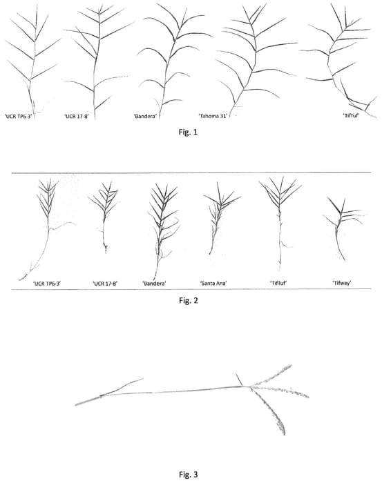 Figure 1 of US plant patent PP35441, the photograph of UCR TP6-3 printed in the patent.