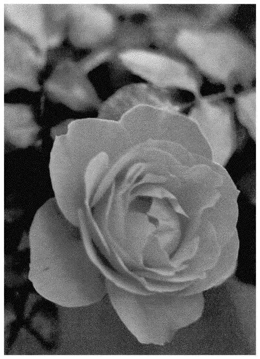 Figure 1 of US plant patent PP35442, the photograph of ALTorcaptain printed in the patent.