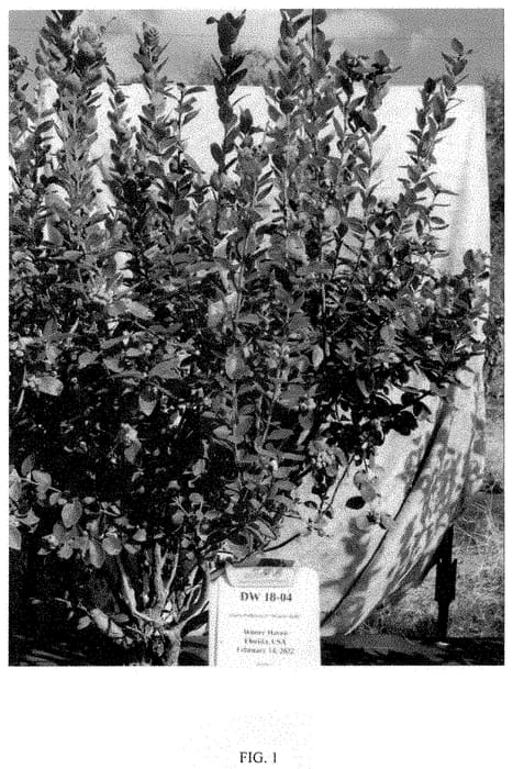 Figure 1 of US plant patent PP35443, the photograph of DW18-04 printed in the patent.