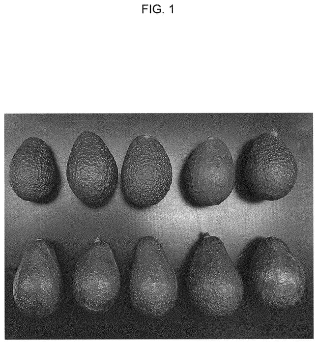 Figure 1 of US plant patent PP35444, the photograph of BL516 printed in the patent.