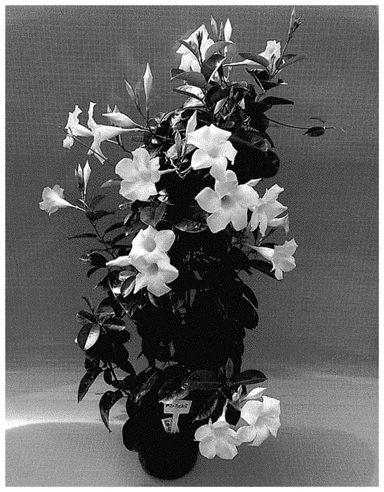 Figure 1 of US plant patent PP35445, the photograph of TVMD303 printed in the patent.