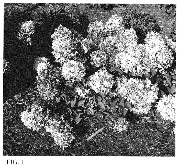 Figure 1 of US plant patent PP35446, the photograph of HYLV18535 printed in the patent.