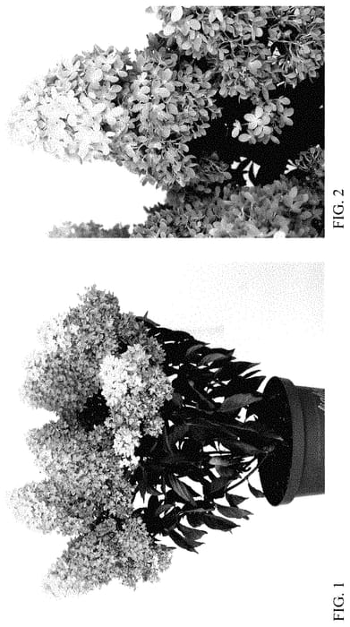 Figure 1 of US plant patent PP35447, the photograph of HYLV17522 printed in the patent.